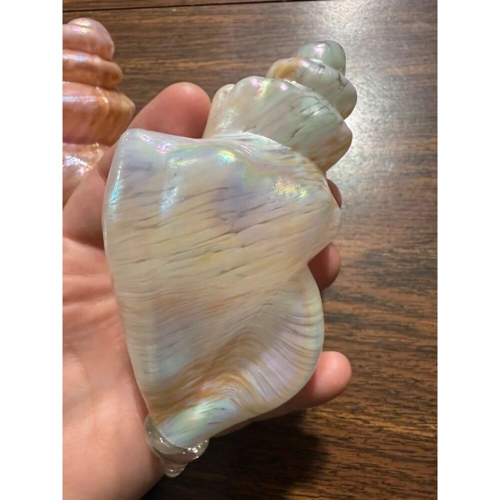 Iridescent Glass Conch Shells - Picture 6 of 6